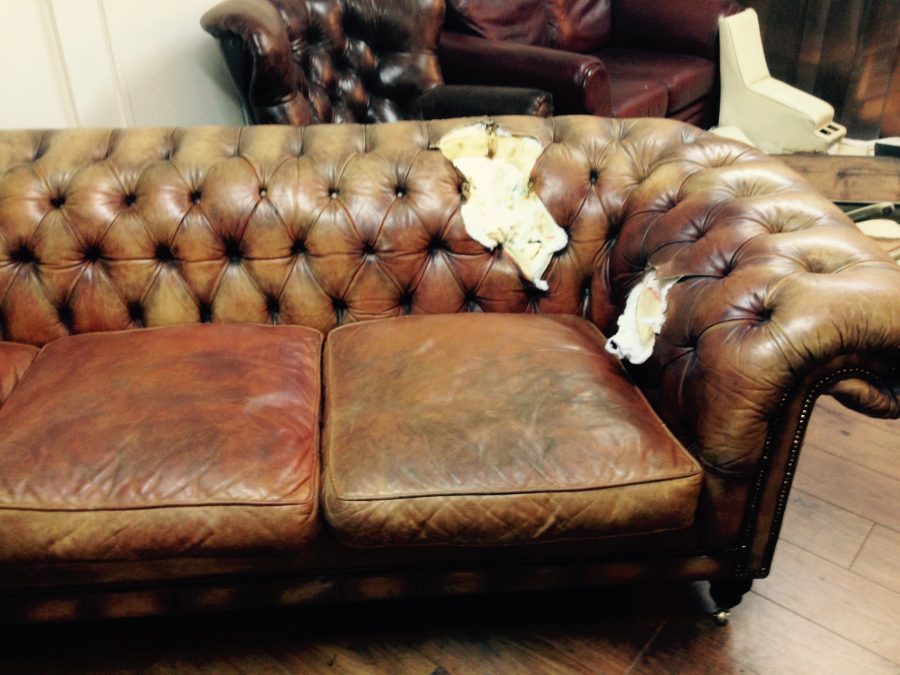 Dog chewed my Chesterfield!