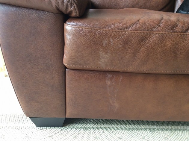Flea Treatments And Leather Furniture The Leather Surgeons